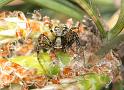 Xysticus_sabulosus_D2997_Z_86_NP De Hoge Veluwe_Nederland